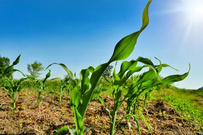 Unlocking Success: Implementing Sustainable Business Practices for 2026 Growth